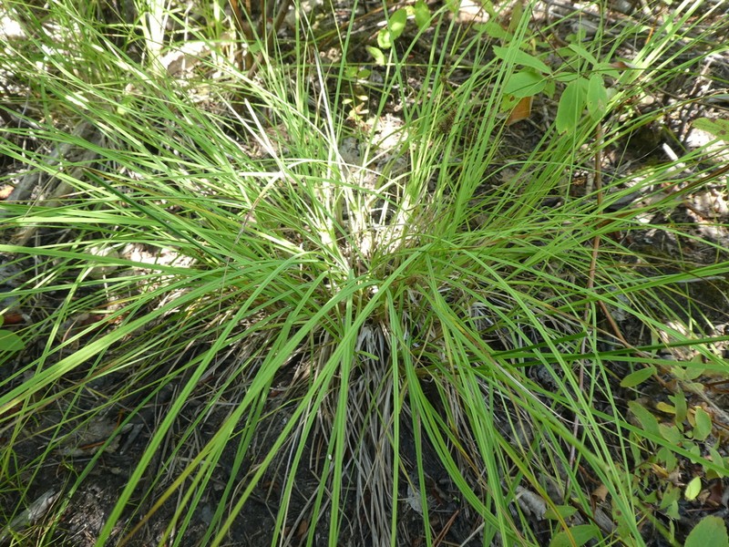 Northern Cluster Sedge photo 7