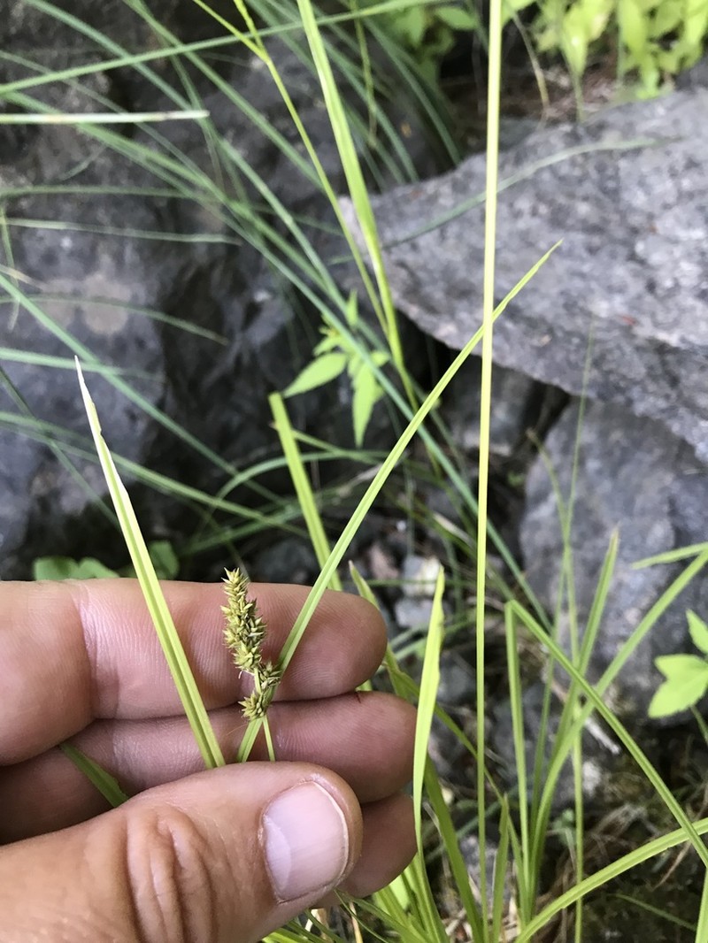 Northern Cluster Sedge photo 8