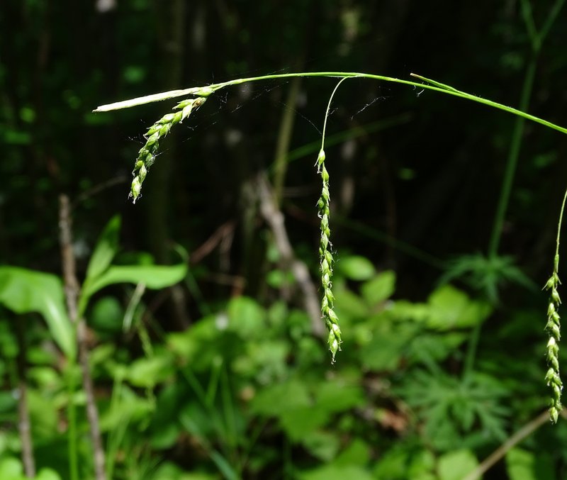 Drooping Woodland Sedge