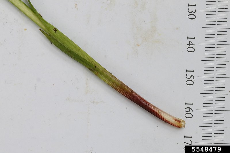 Drooping Woodland Sedge photo 3