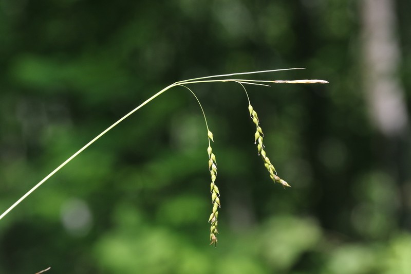 Drooping Woodland Sedge photo 5