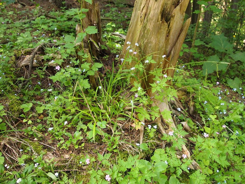 Drooping Woodland Sedge photo 6