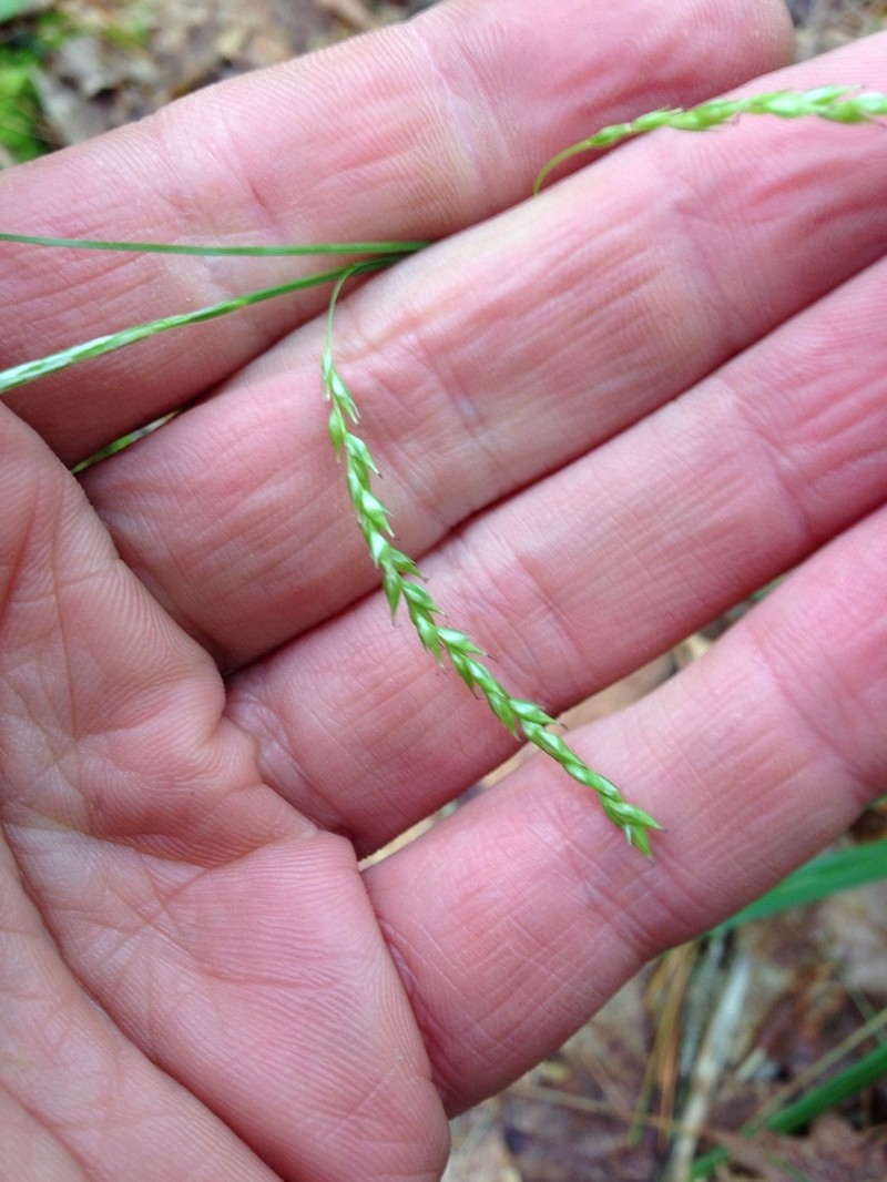 Drooping Woodland Sedge photo 7