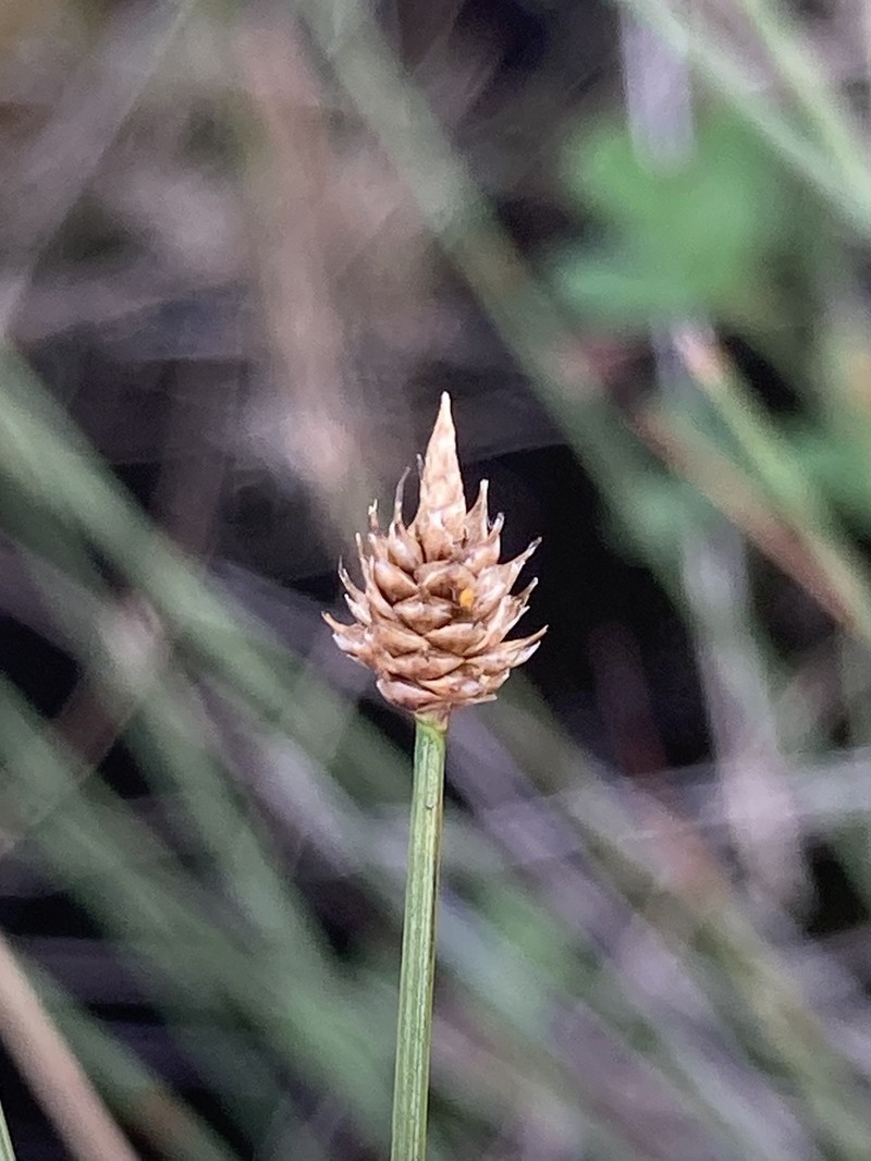 Carex arctogena