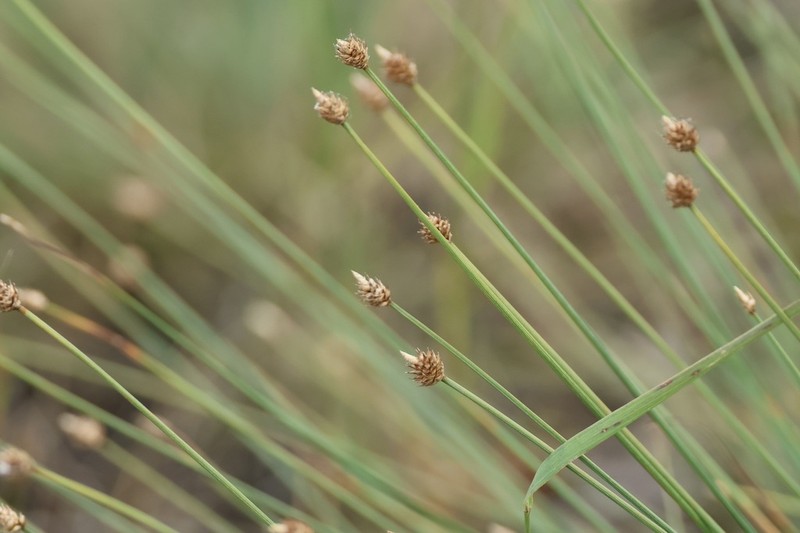 Carex arctogena photo 2
