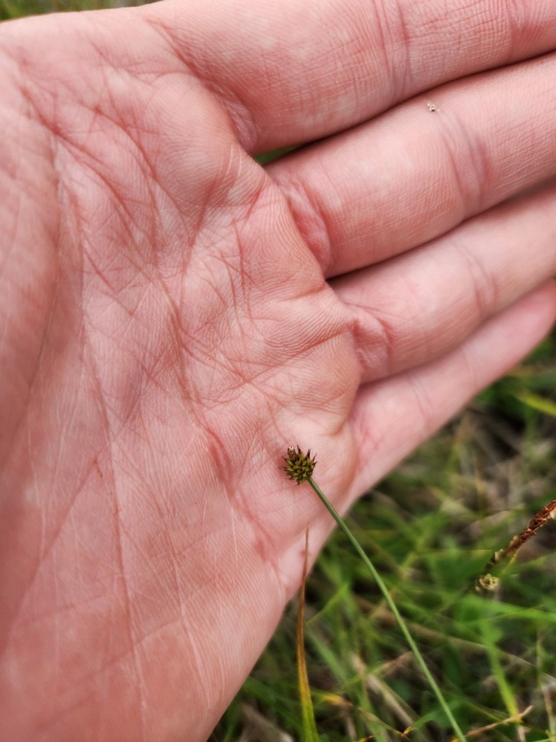Carex arctogena photo 3