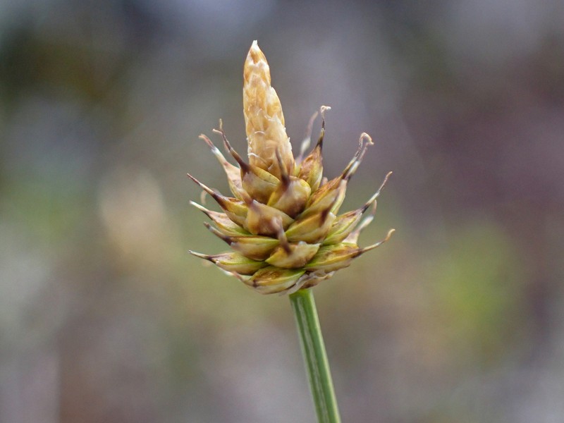 Carex arctogena photo 4