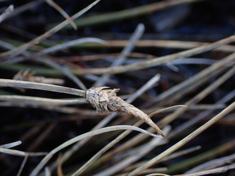 Carex arctogena photo 5