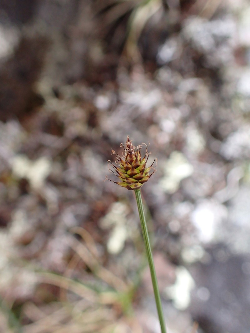 Carex arctogena photo 6