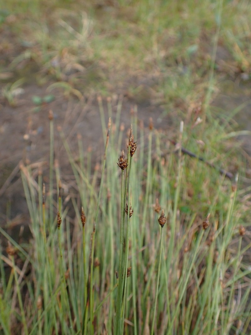 Carex arctogena photo 7