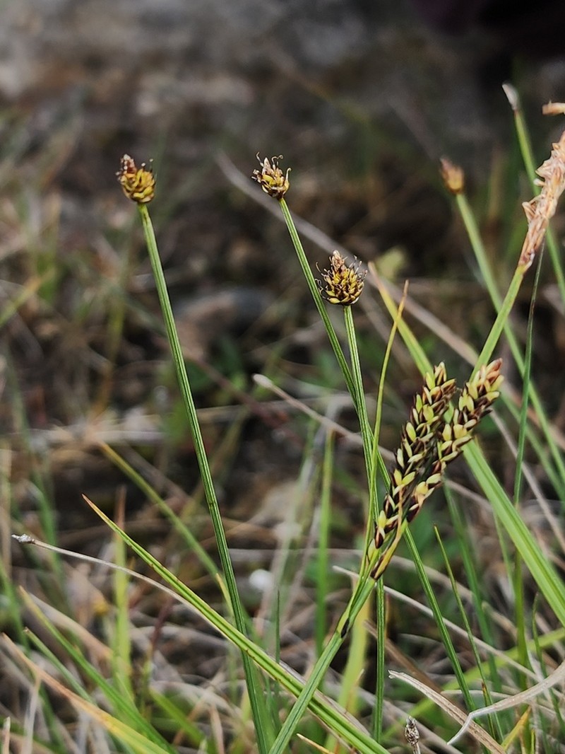 Carex arctogena photo 8
