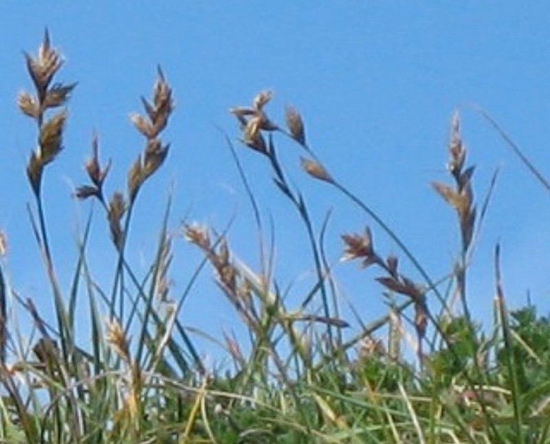 Sand Sedge photo 3