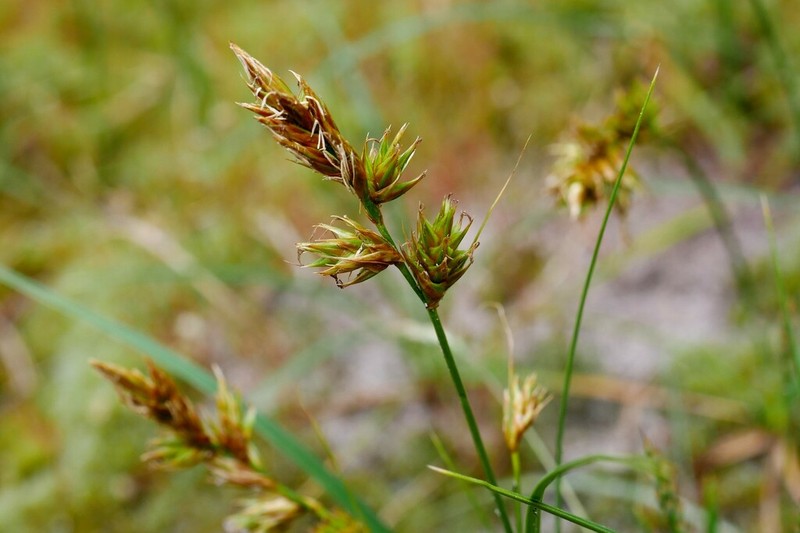Sand Sedge photo 4