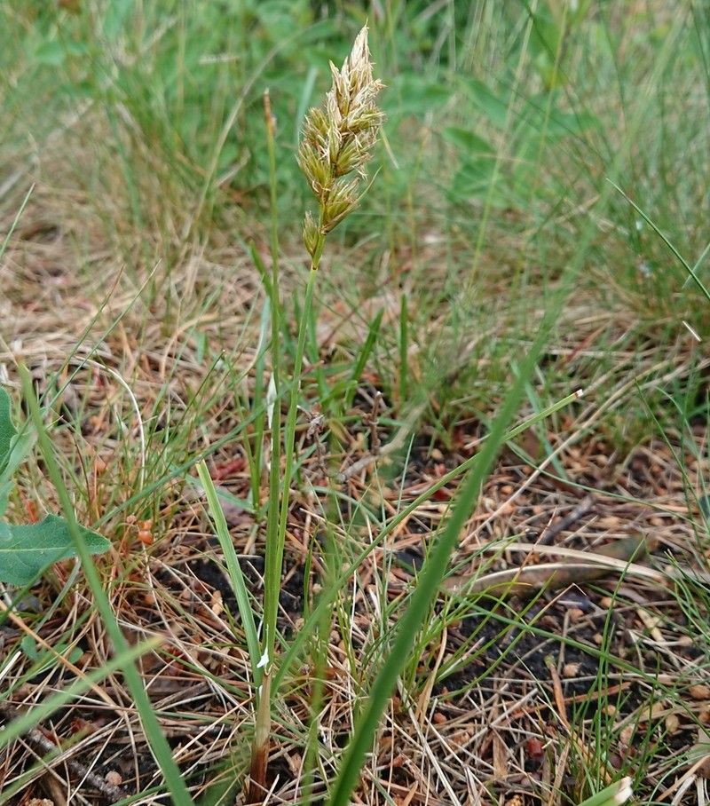 Sand Sedge photo 5
