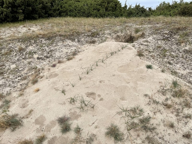 Sand Sedge photo 6