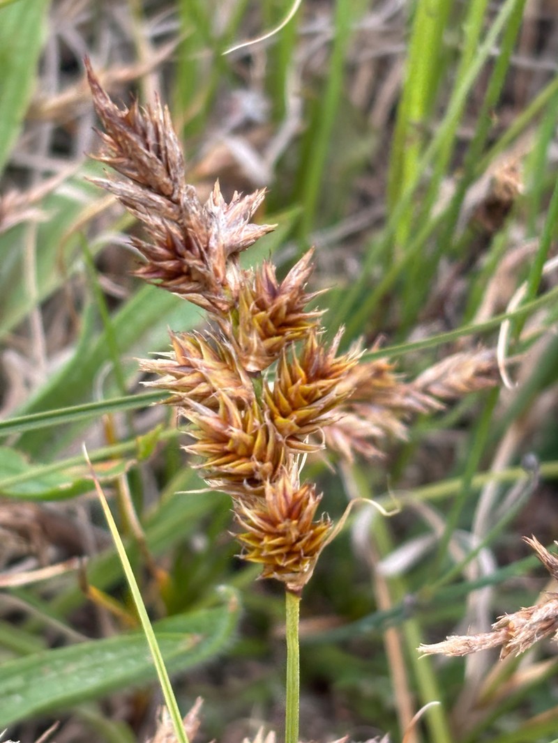 Sand Sedge photo 7