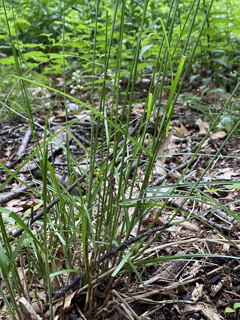 Hay Sedge photo 2