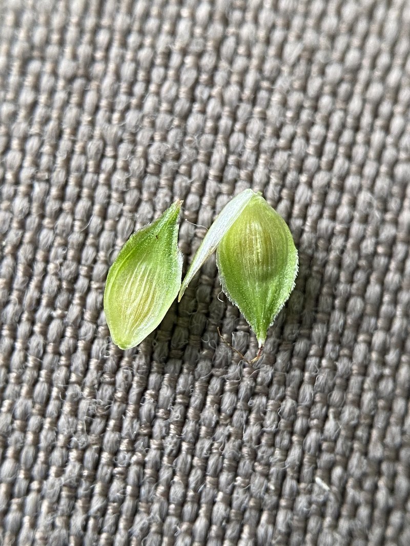 Hay Sedge photo 3