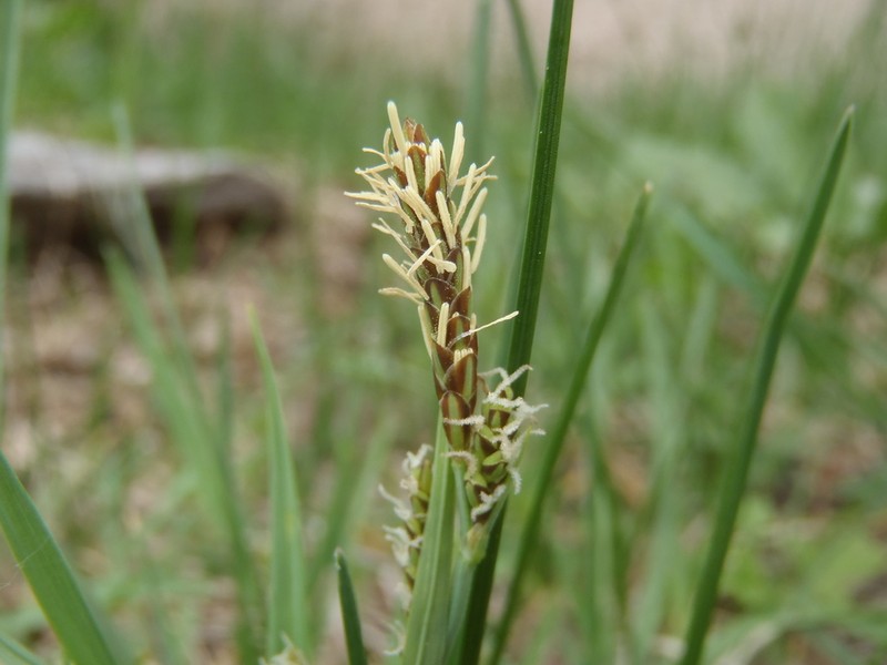 Carex arizonica