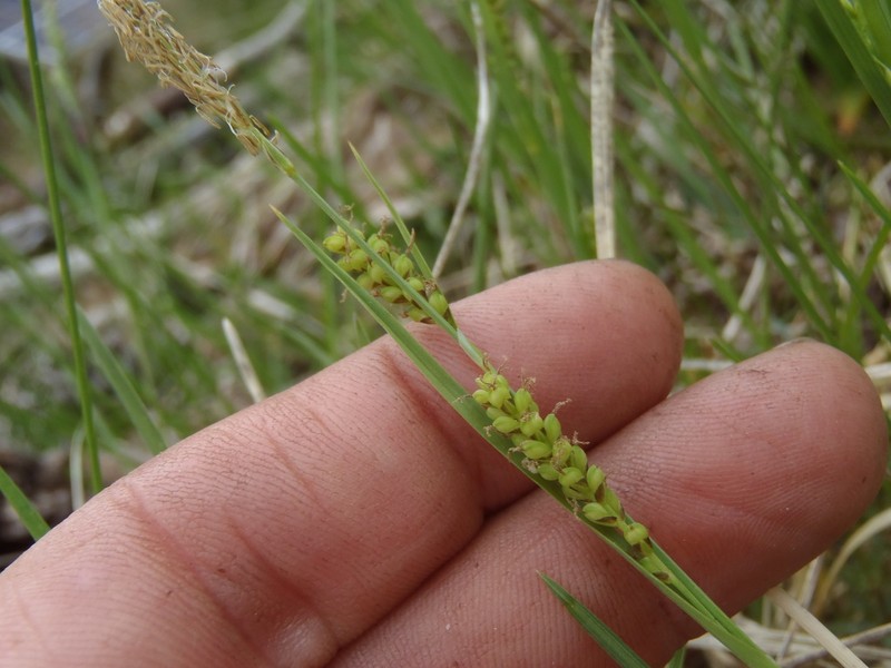 Carex arizonica photo 2