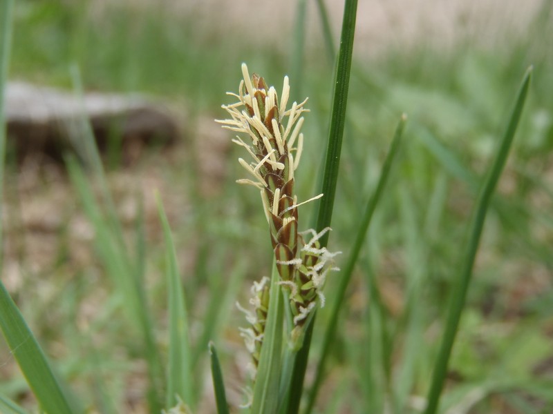 Carex arizonica photo 4