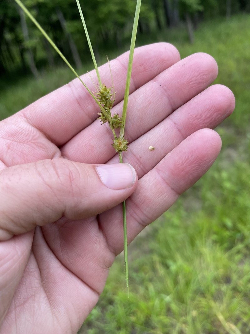 Arkansas Sedge photo 2