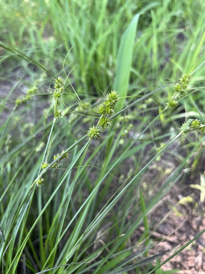 Arkansas Sedge photo 3