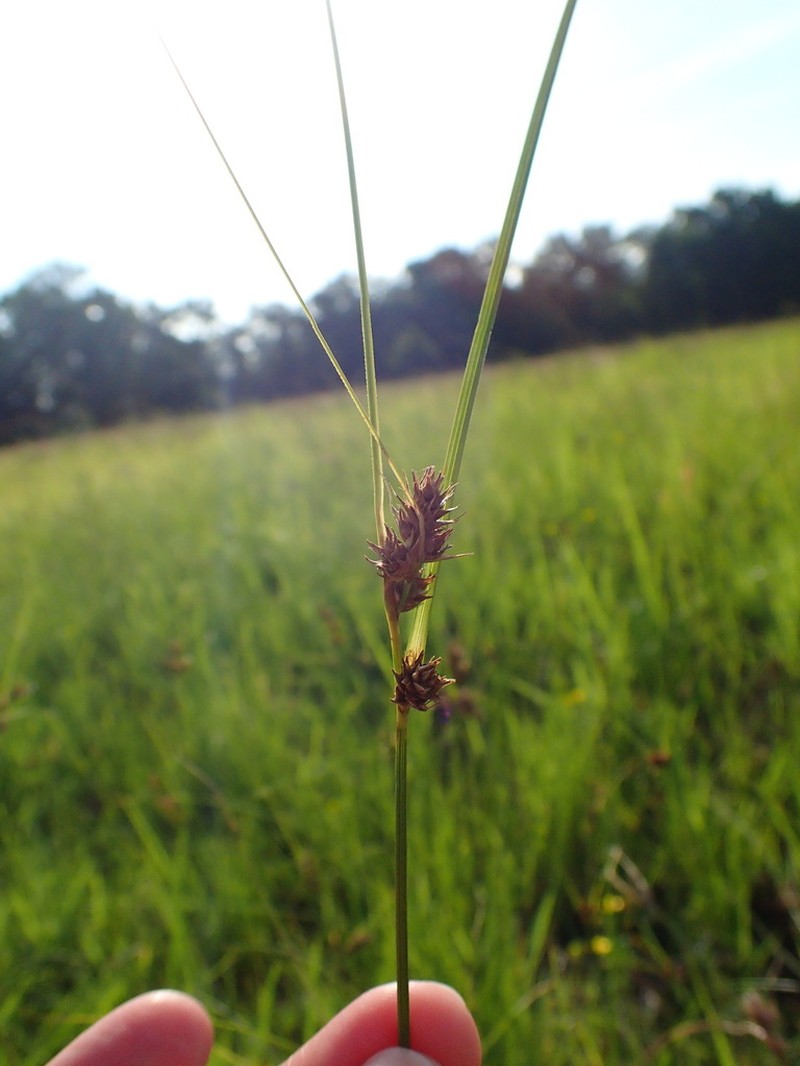 Arkansas Sedge photo 4
