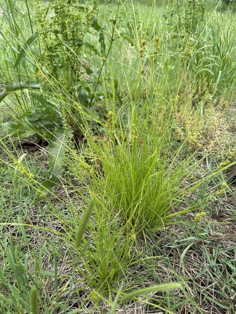 Arkansas Sedge photo 5