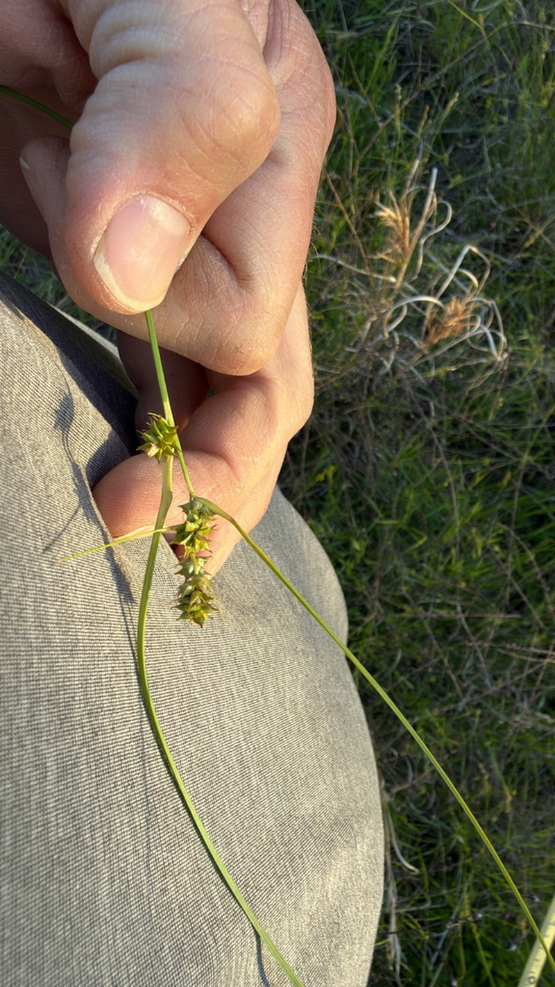 Arkansas Sedge photo 6