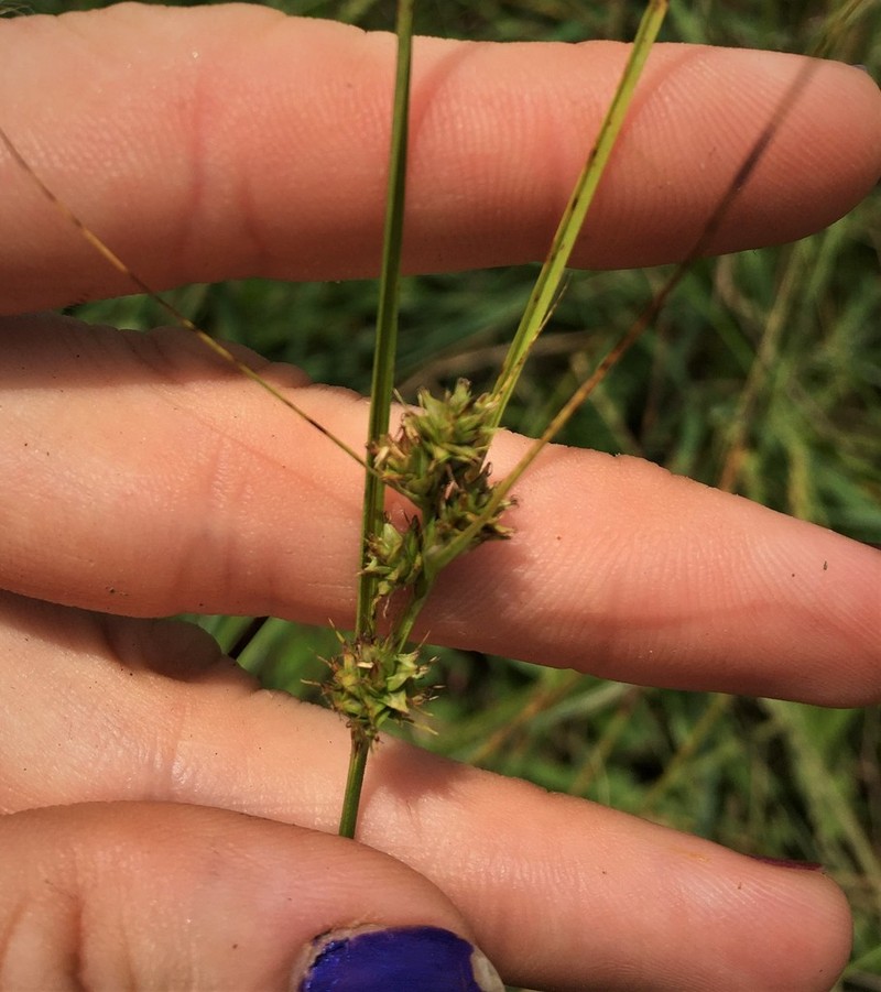 Arkansas Sedge photo 7