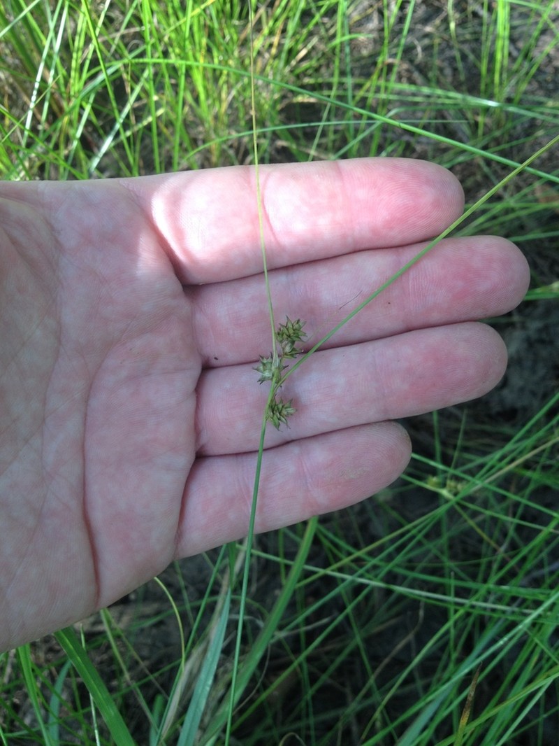 Arkansas Sedge photo 8