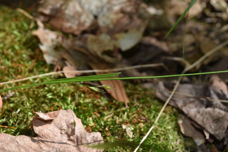 Assiniboia Sedge photo 2