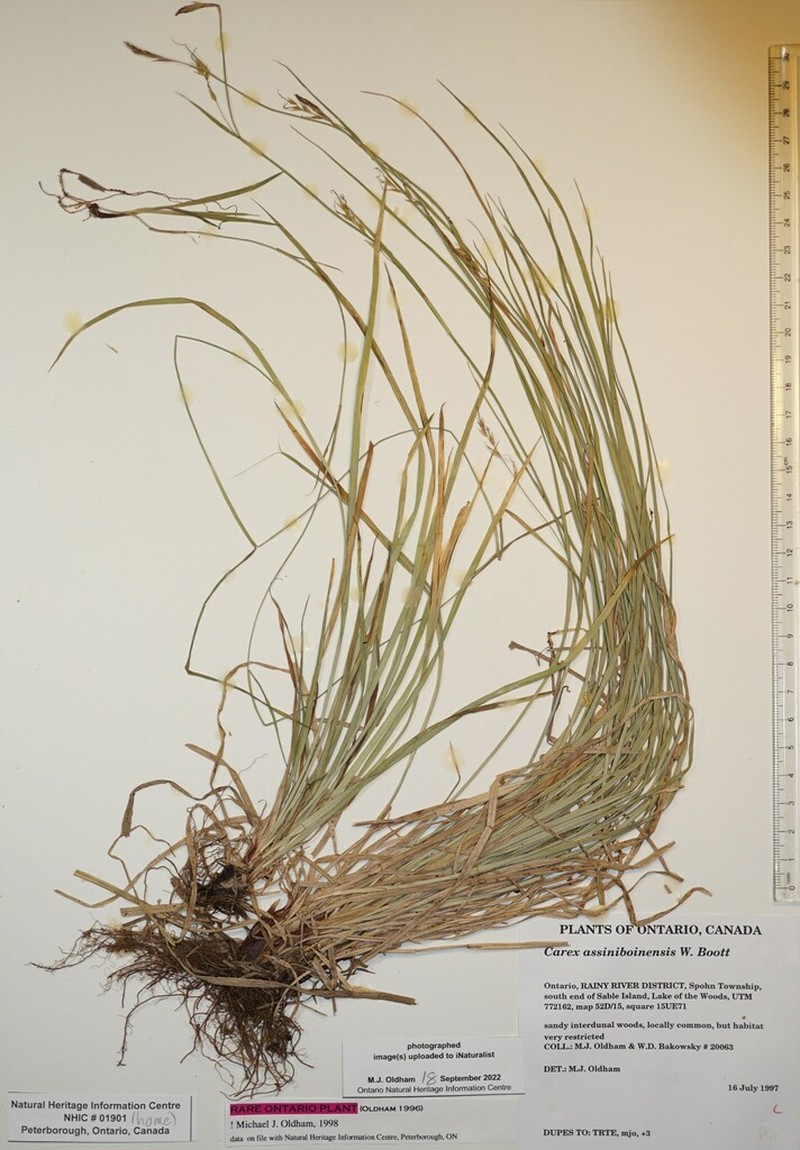 Assiniboia Sedge photo 3
