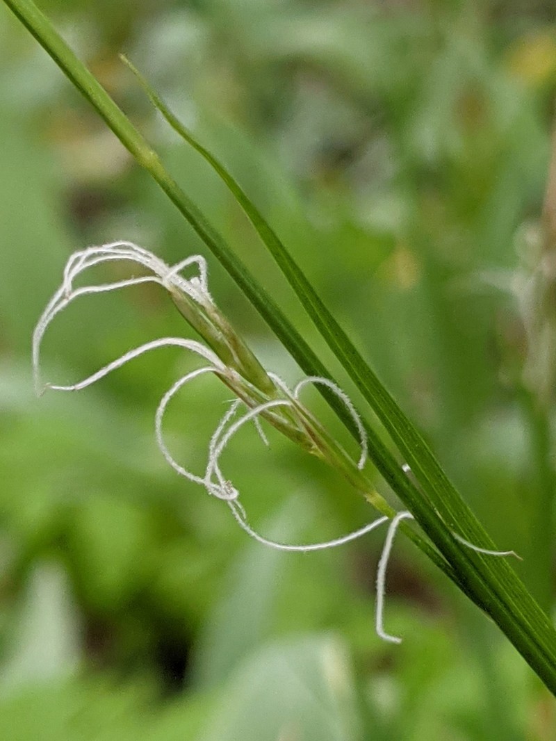 Assiniboia Sedge photo 4