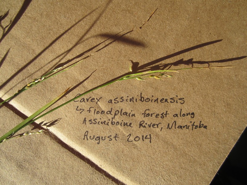 Assiniboia Sedge photo 5