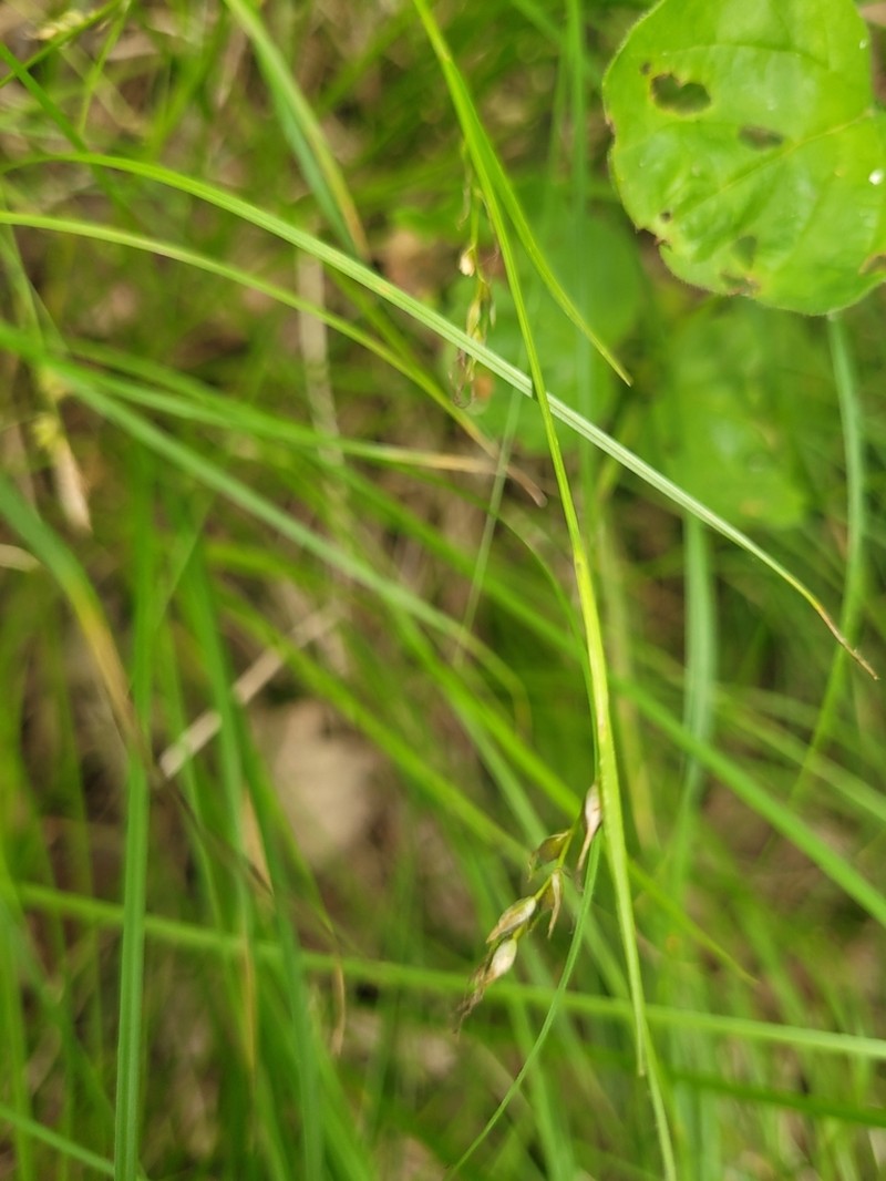 Assiniboia Sedge photo 6