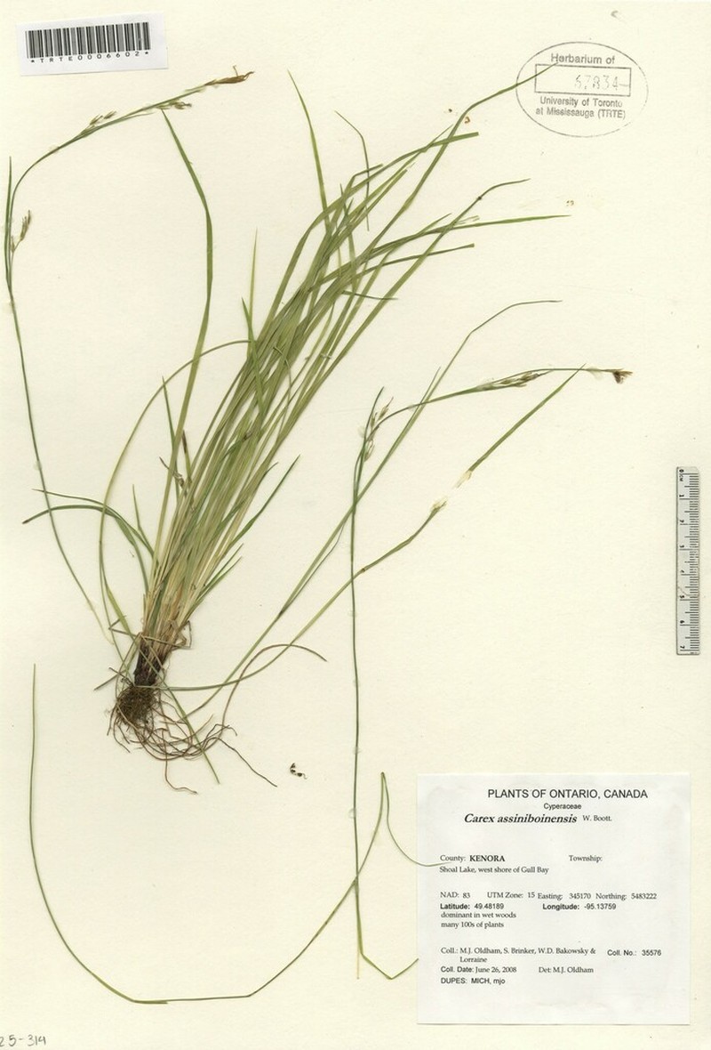 Assiniboia Sedge photo 7