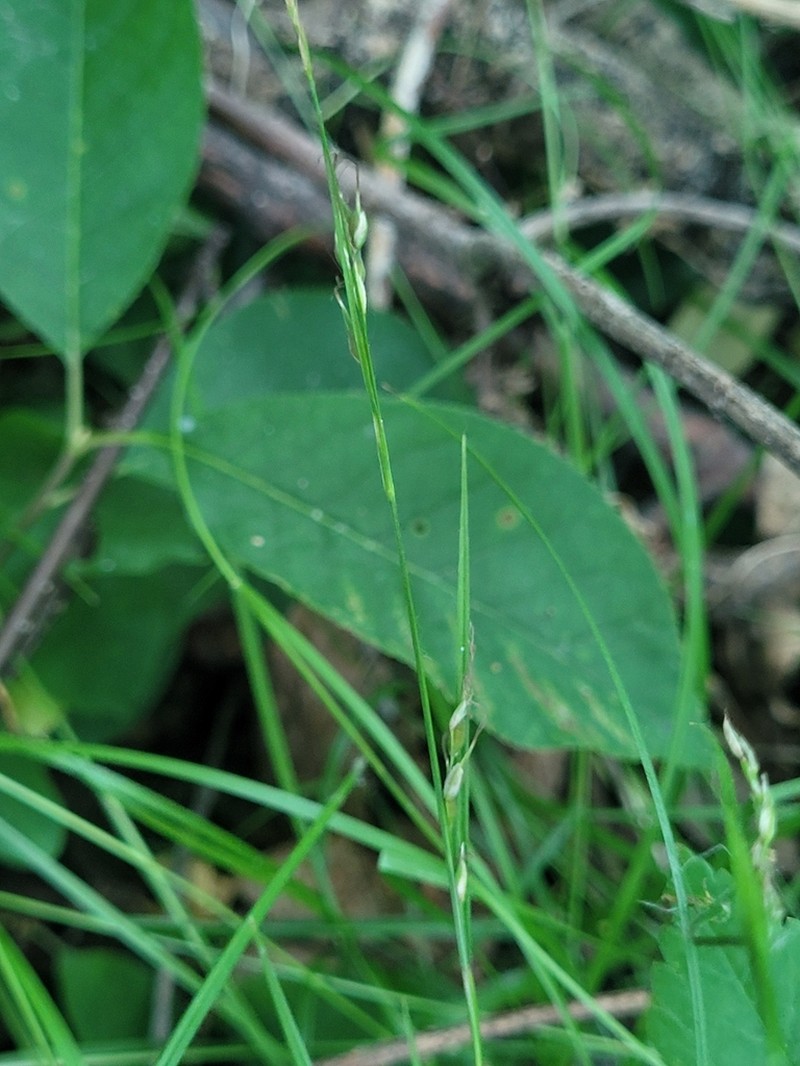 Assiniboia Sedge photo 8