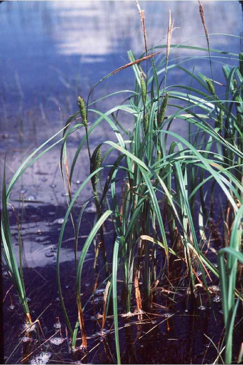 Wheat Sedge