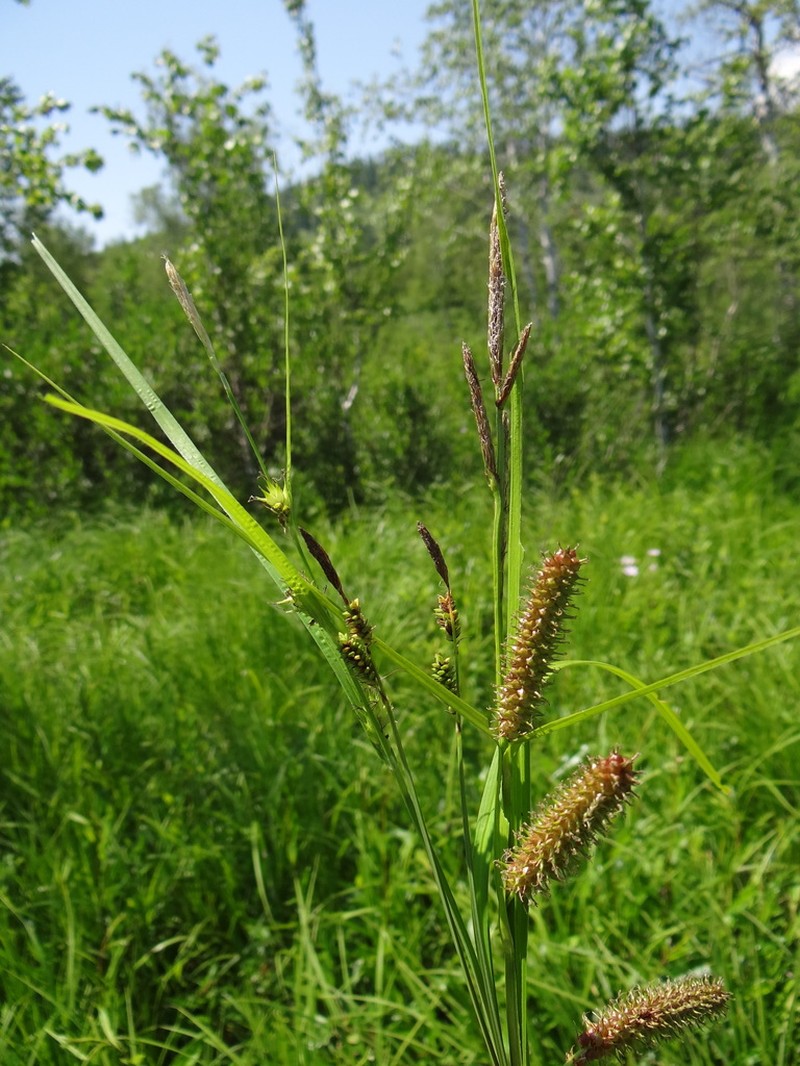 Wheat Sedge photo 7