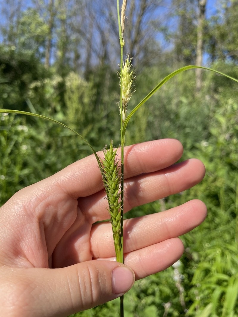 Sedge photo 3