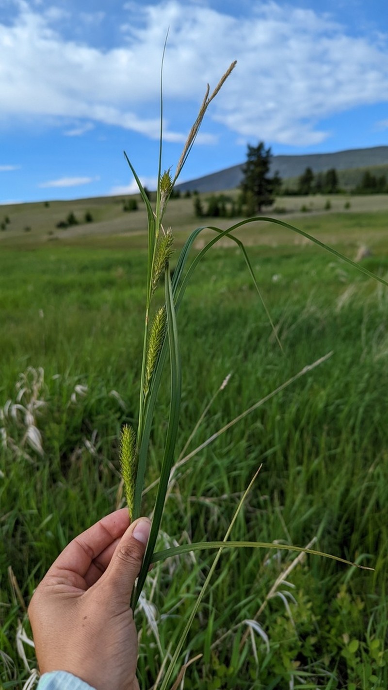 Sedge photo 4