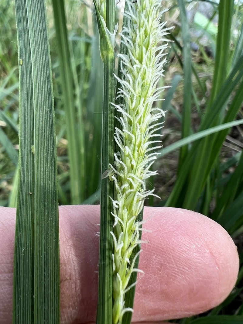 Sedge photo 5