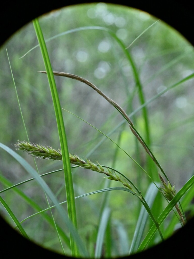 Sedge photo 6