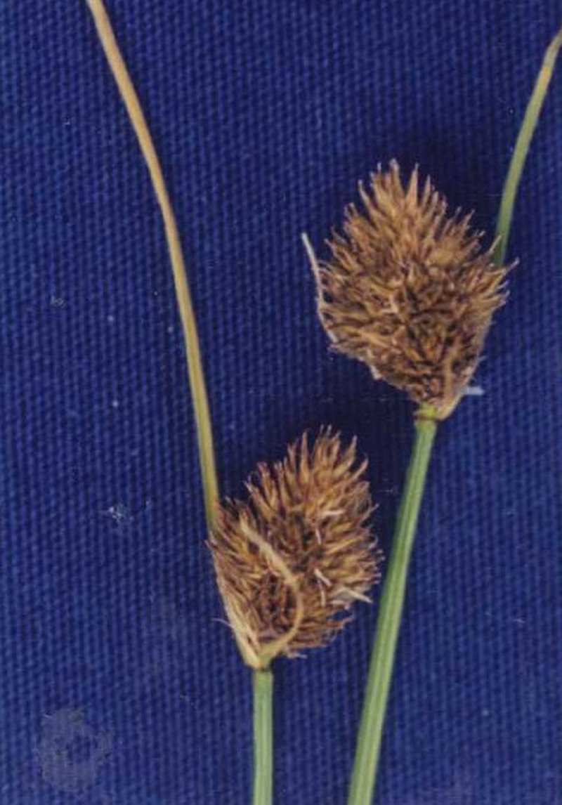 Slenderbeak Sedge
