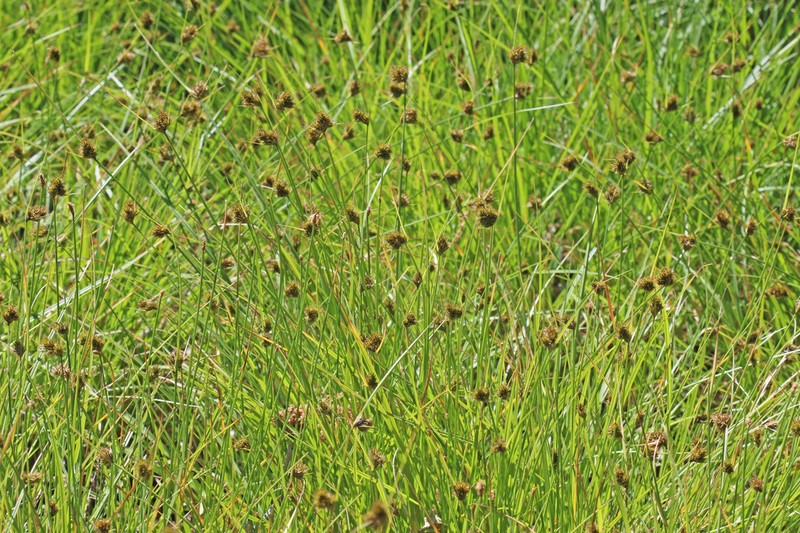 Slenderbeak Sedge photo 3