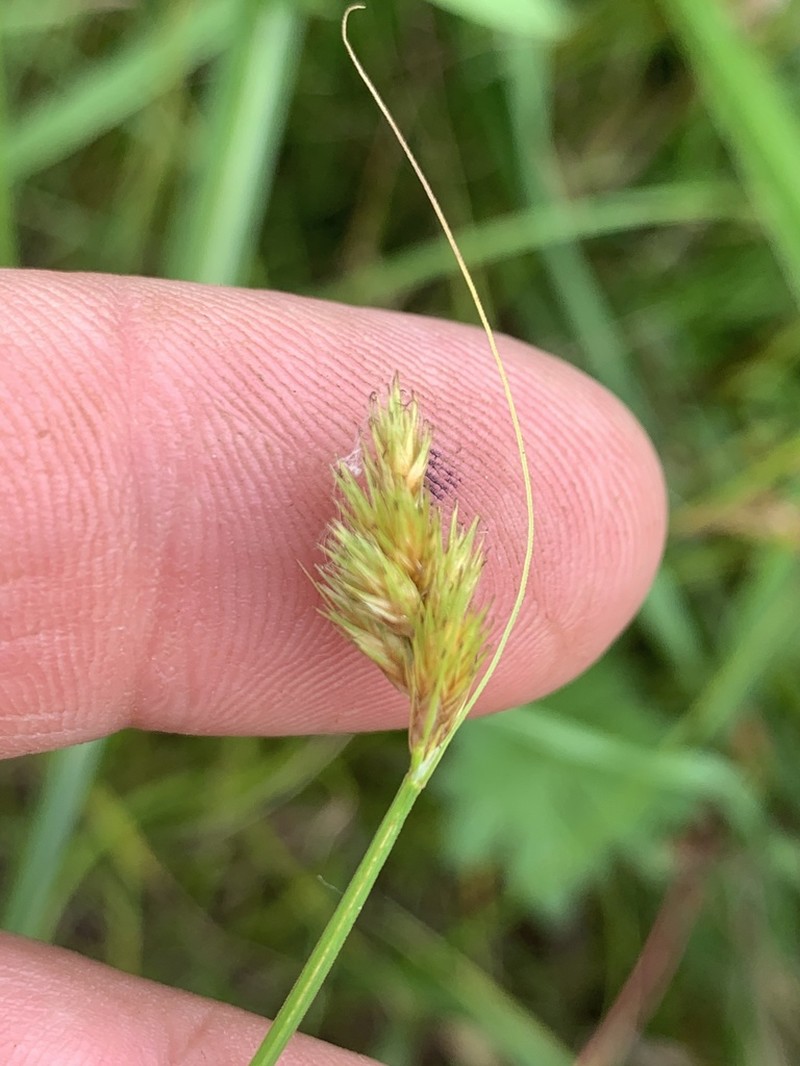 Slenderbeak Sedge photo 4