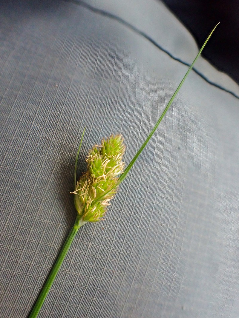 Slenderbeak Sedge photo 5