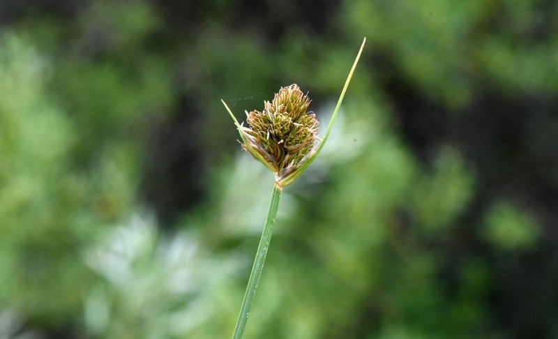 Slenderbeak Sedge photo 6